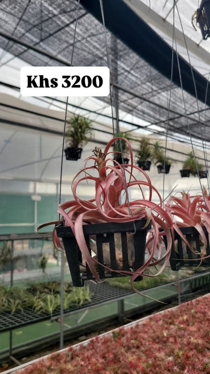 Air plants(imported)