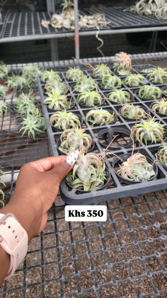 Air plants(imported)