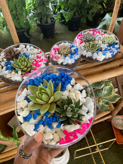 Open Terrarium