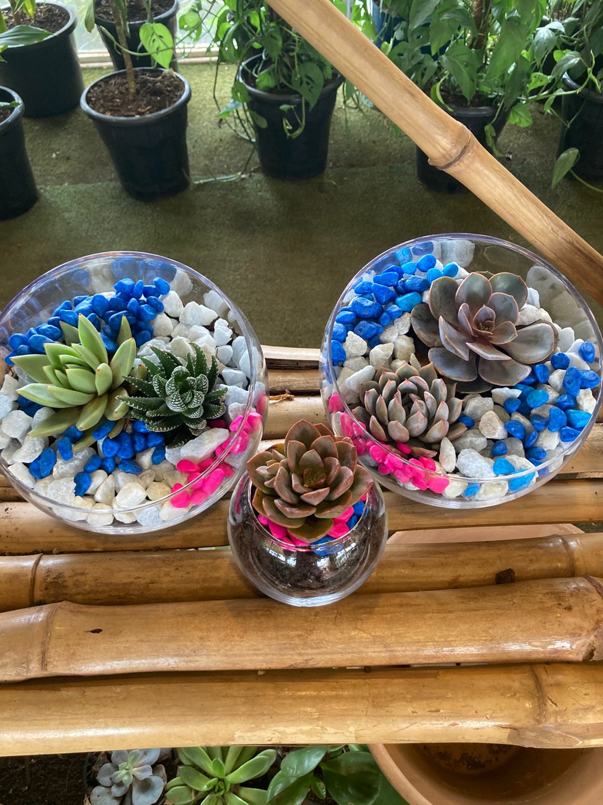 Open Terrarium