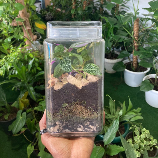 Closed Terrarium