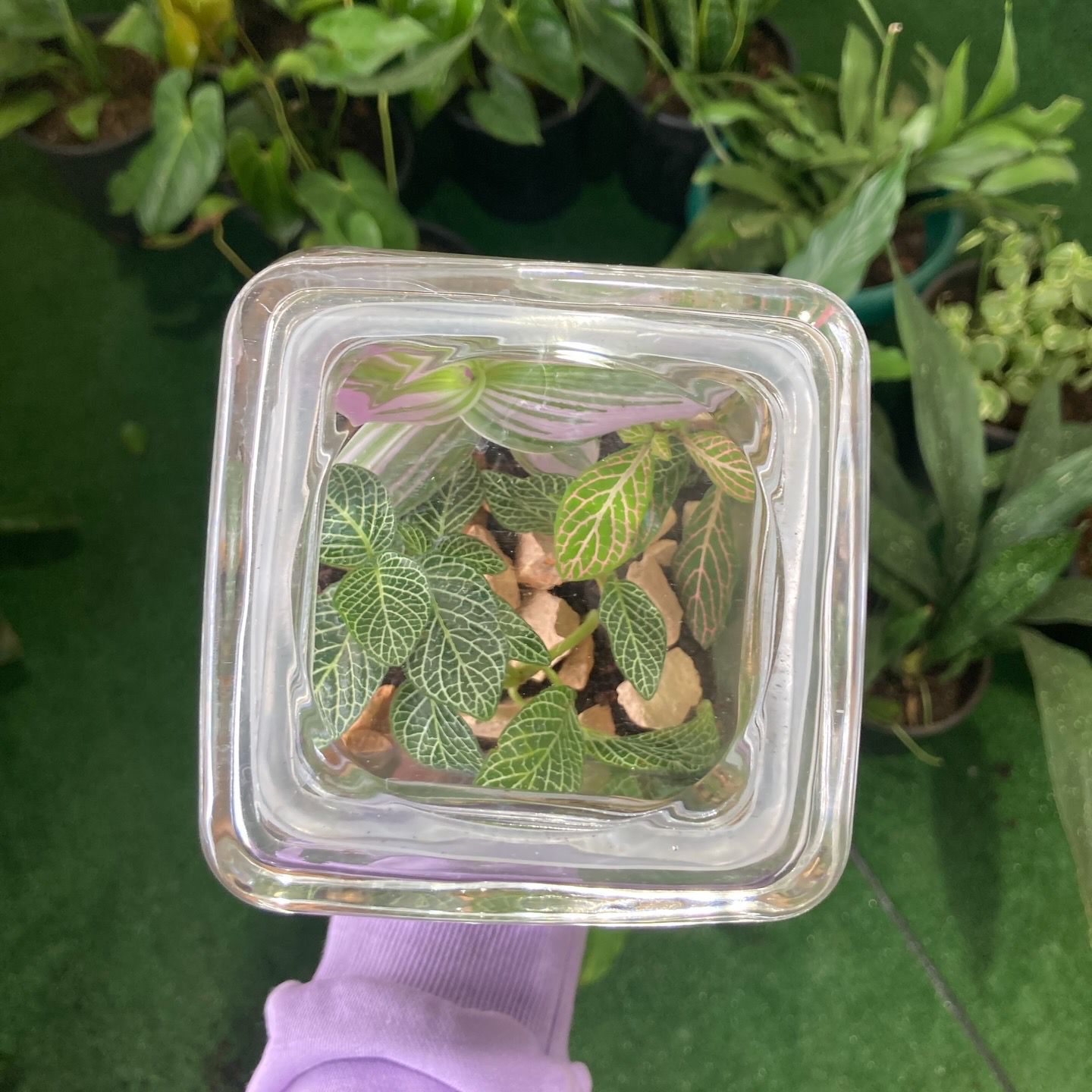 Closed Terrarium