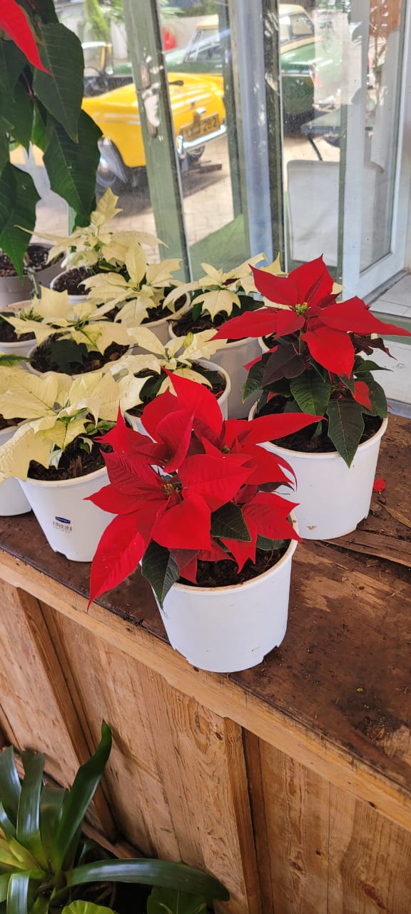 Poinsettias