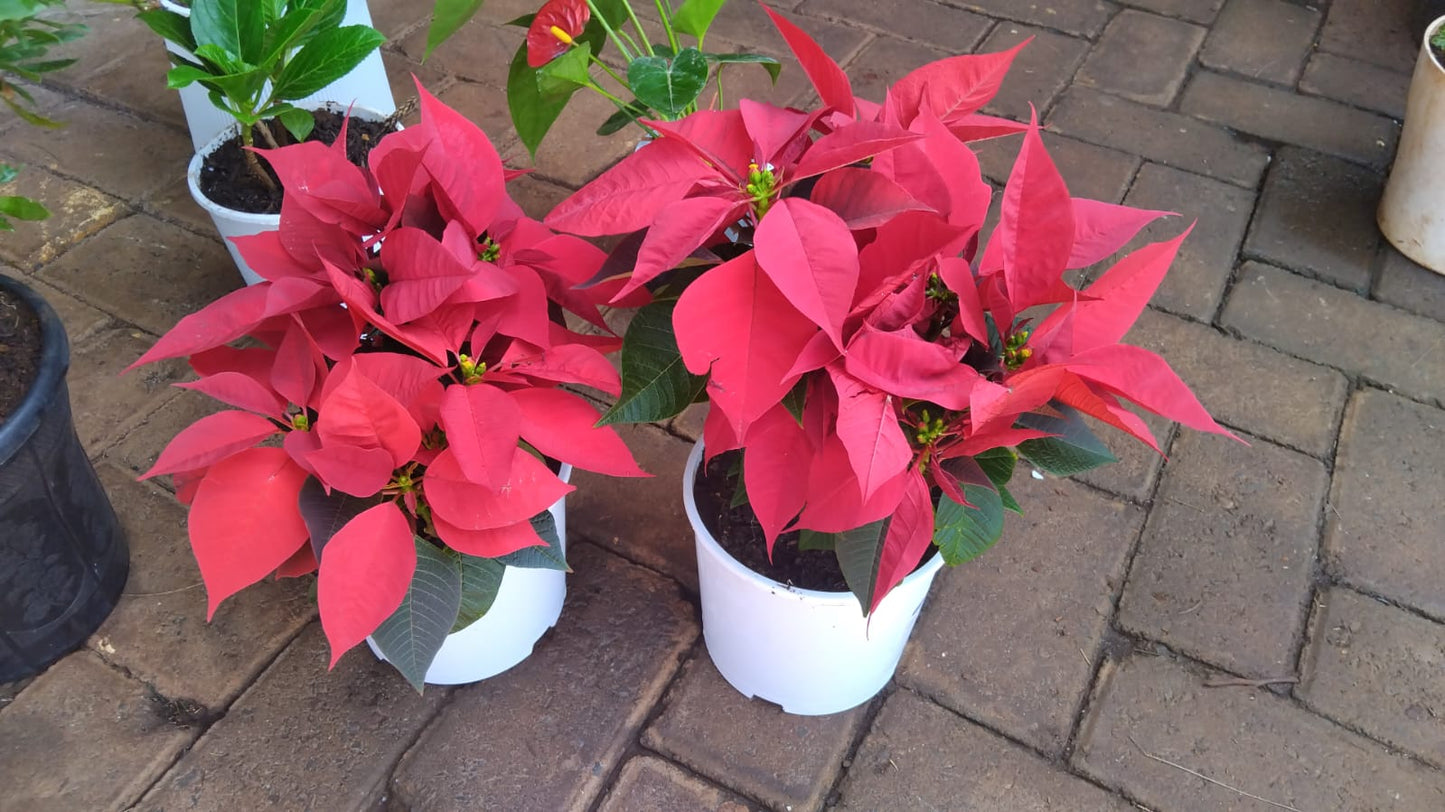 Poinsettias