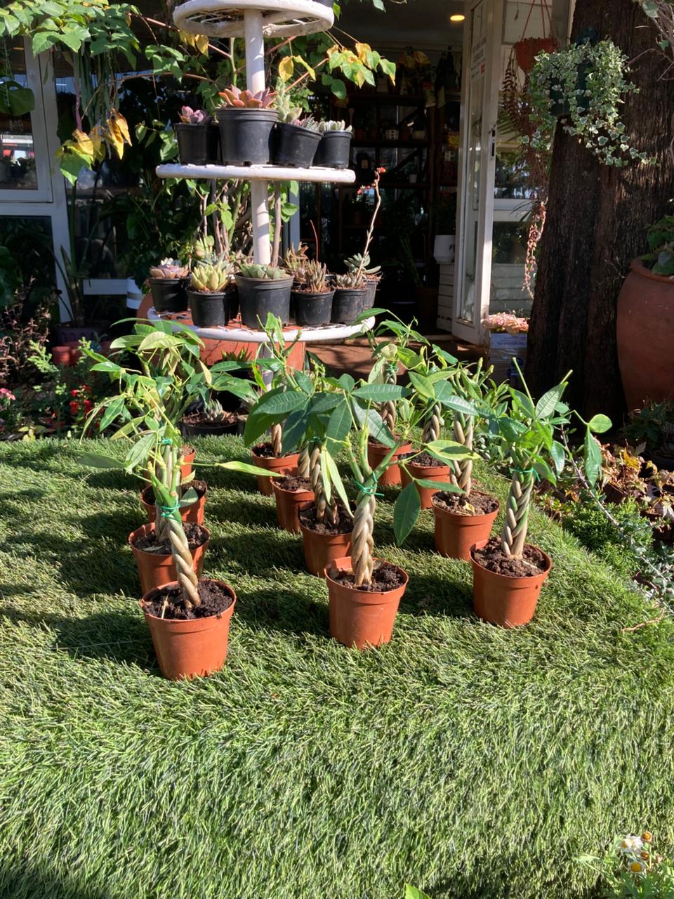 Braided Money Tree Small (Ficus Pachira)