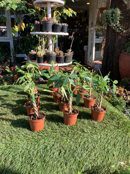 Braided Money Tree Small (Ficus Pachira)