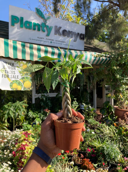 Braided Money Tree Small (Ficus Pachira)