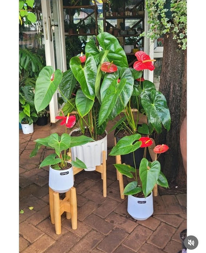 Anthurium Giant