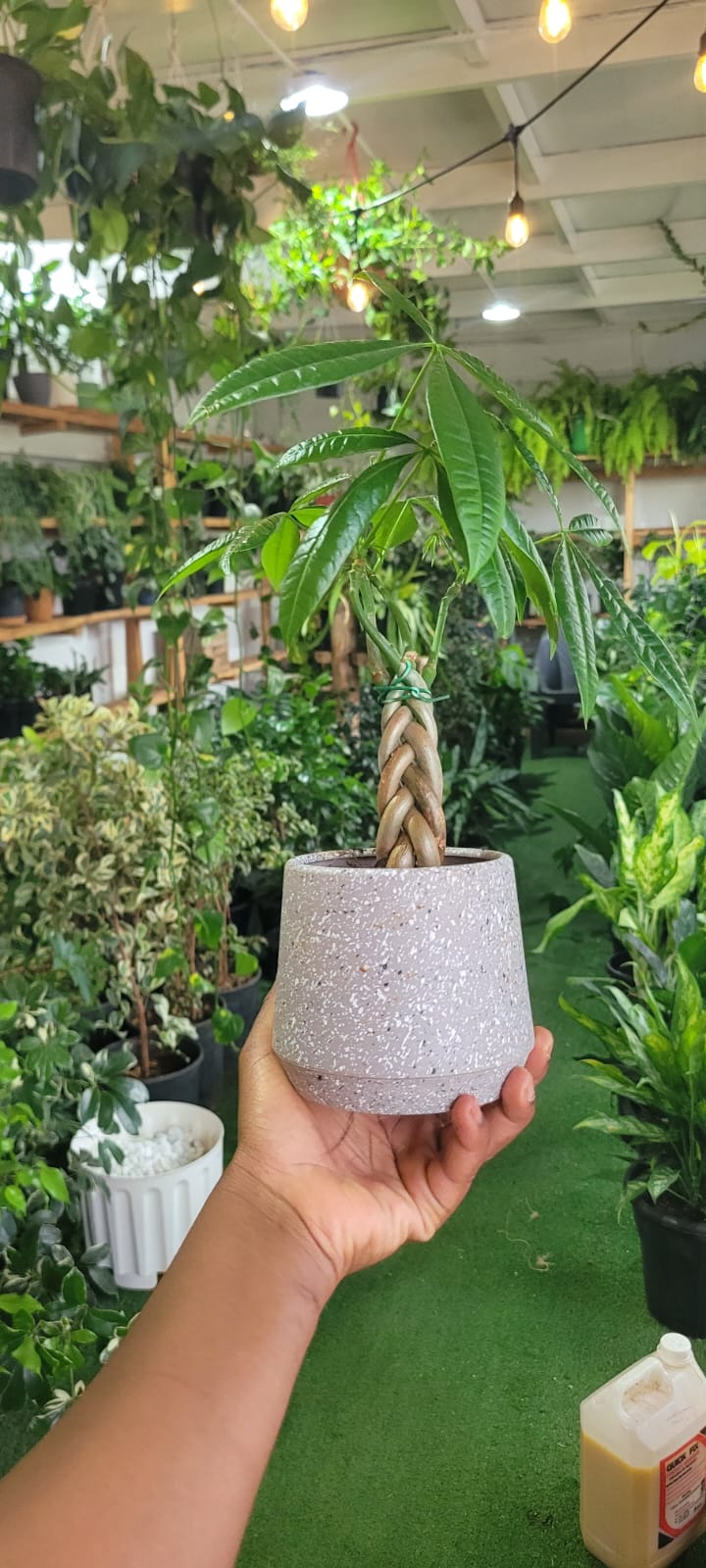 money tree vs ficus Braided Money Tree Small (Ficus Pachira) – Planty Kenya