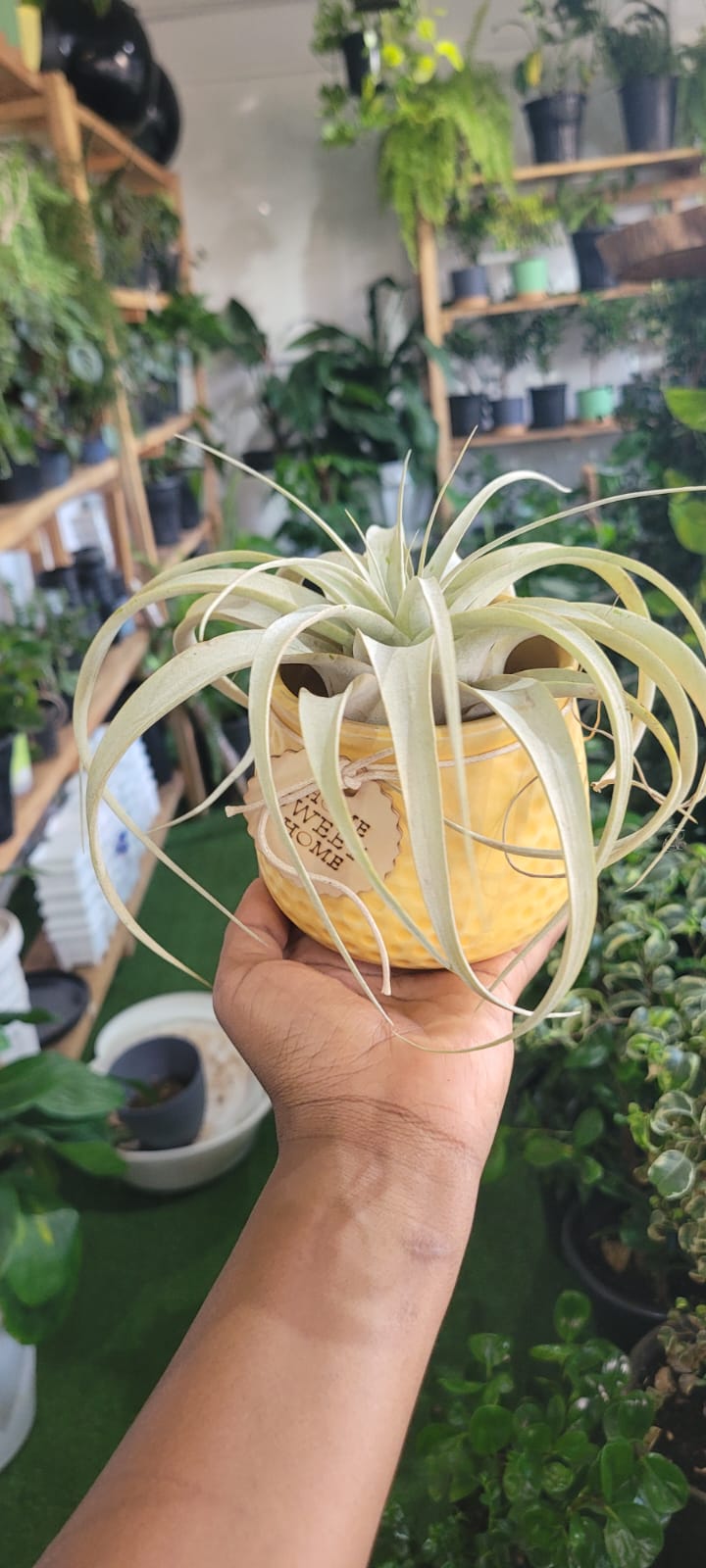 Air Plants