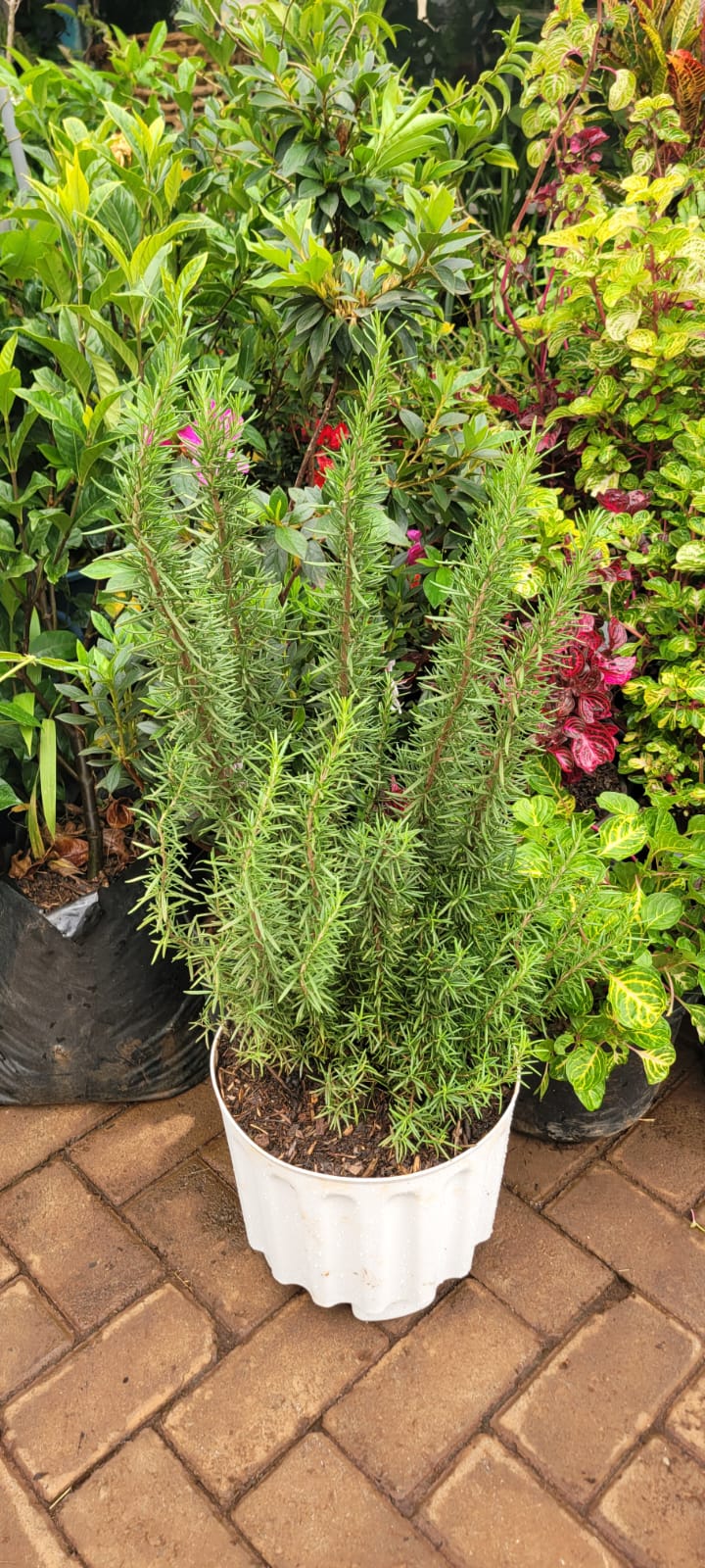 Rosemary