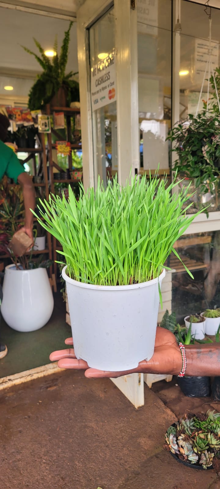 Cat Grass