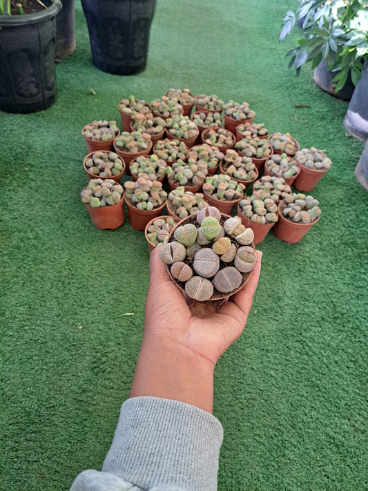 Lithops
