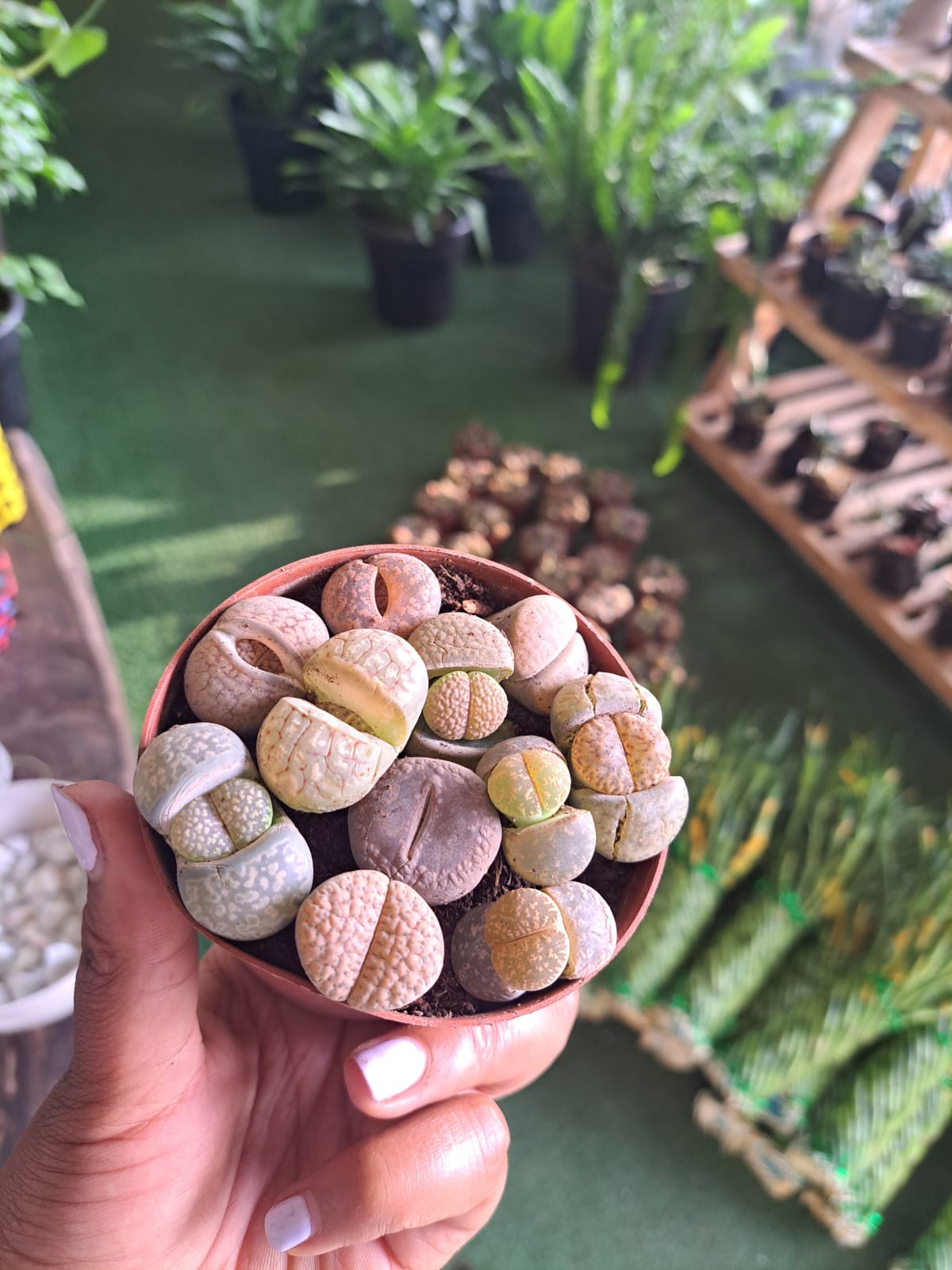 Lithops