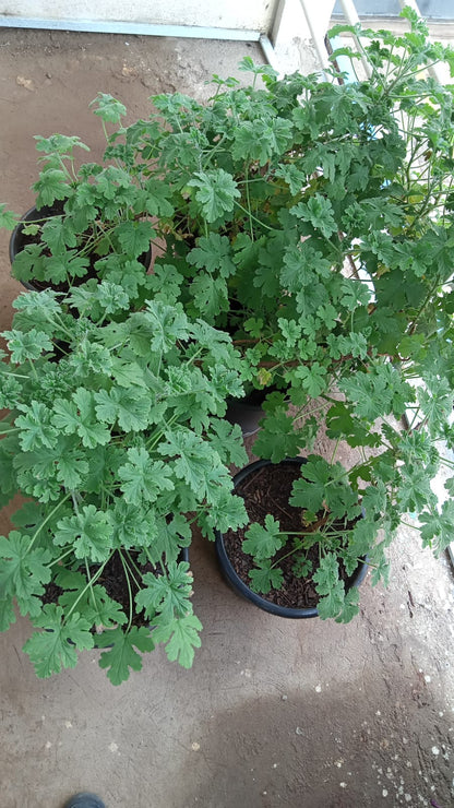 Citronella