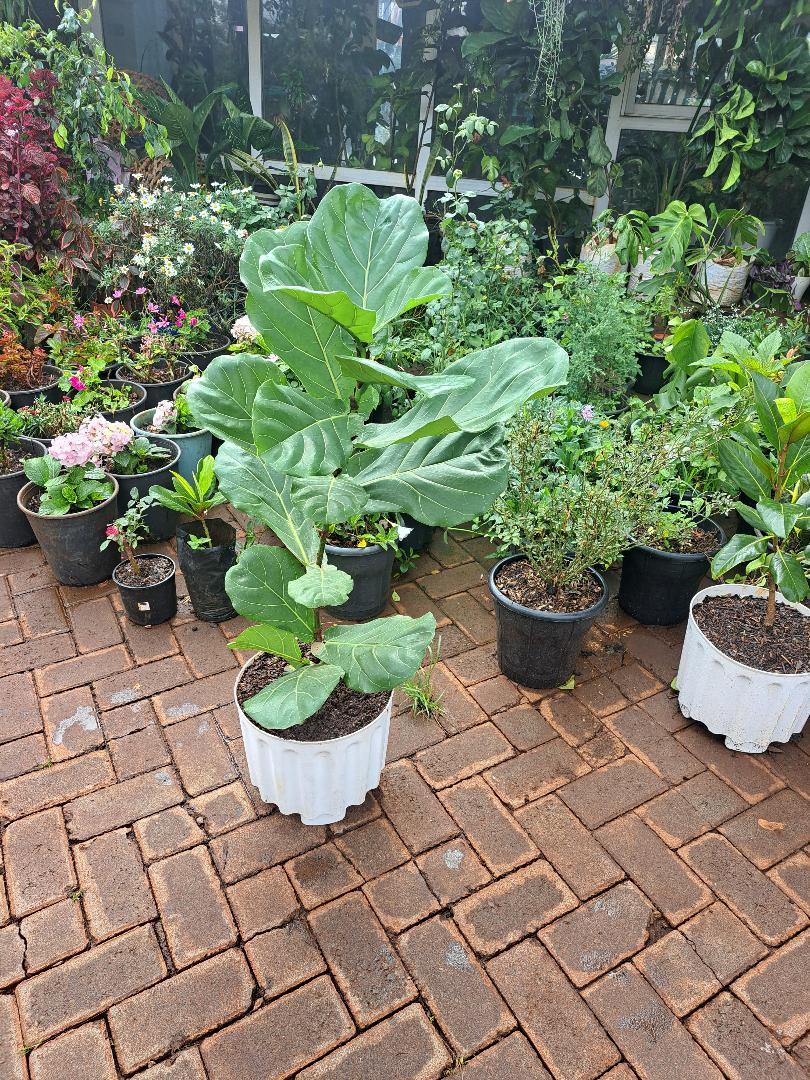 Ficus lyrata ("Fiddle Leaf Fig") Large