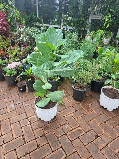 Ficus lyrata ("Fiddle Leaf Fig") Large