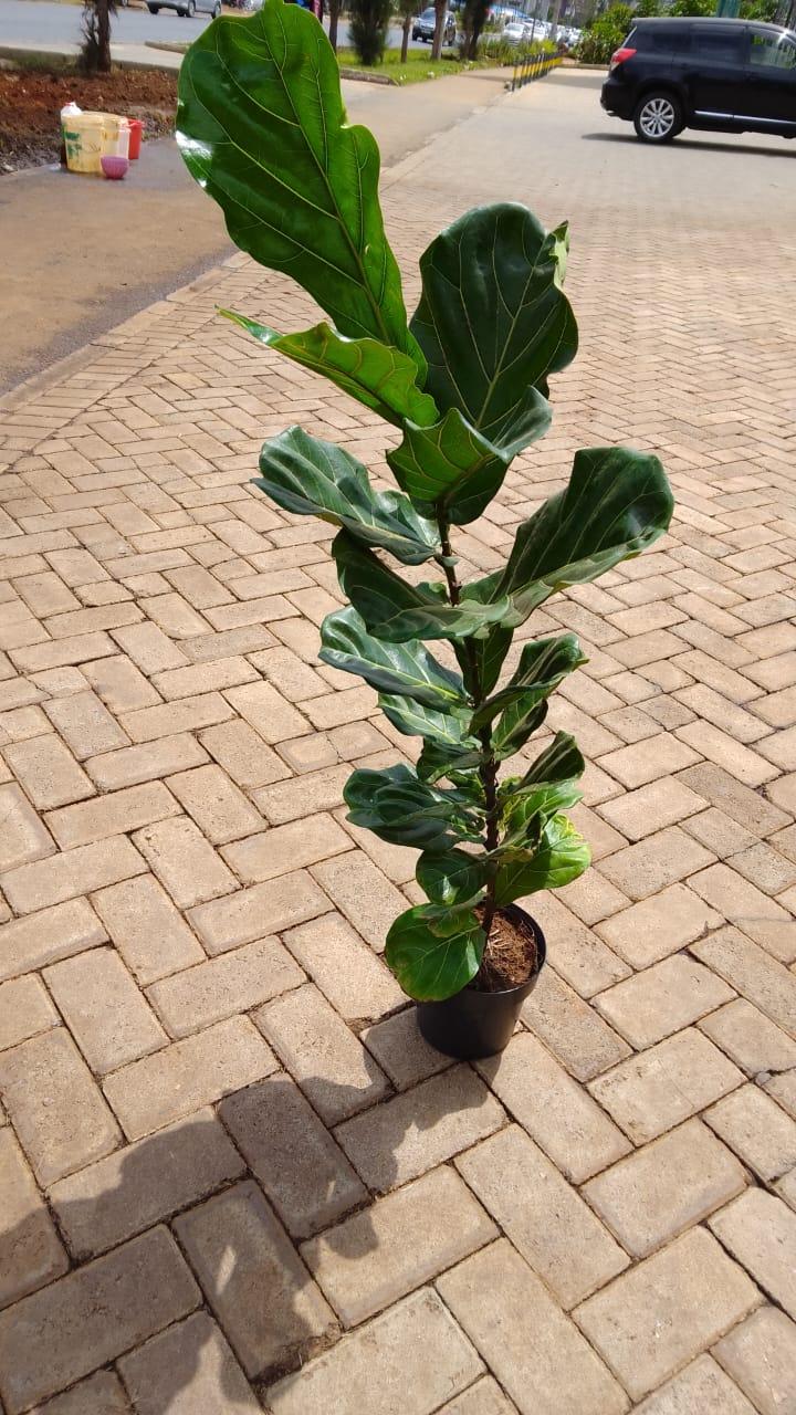 Ficus lyrata ("Fiddle Leaf Fig") Large