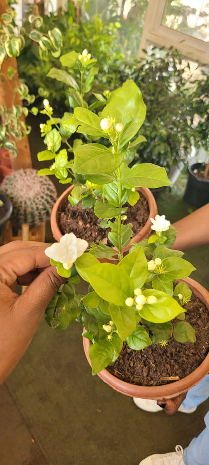 Mogra Jasmine (Sambac Jasmine)