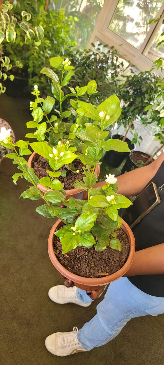 Mogra Jasmine (Sambac Jasmine)