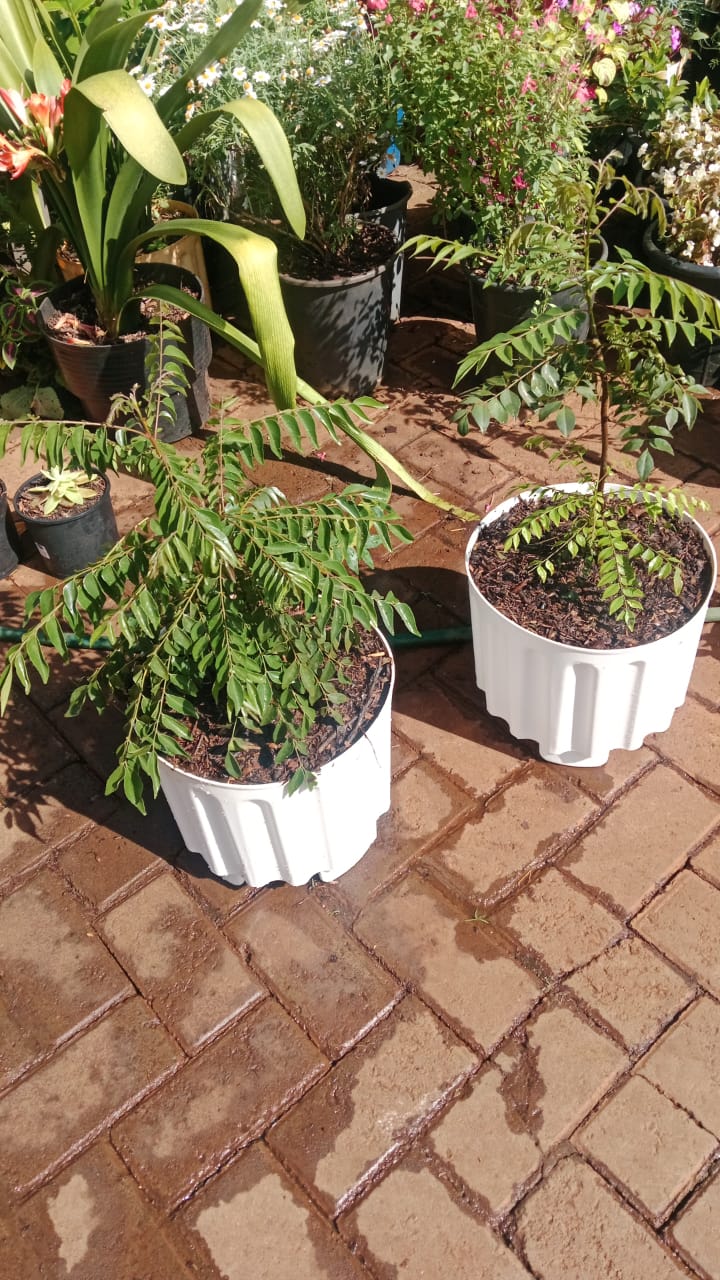 Curry Leaf Tree
