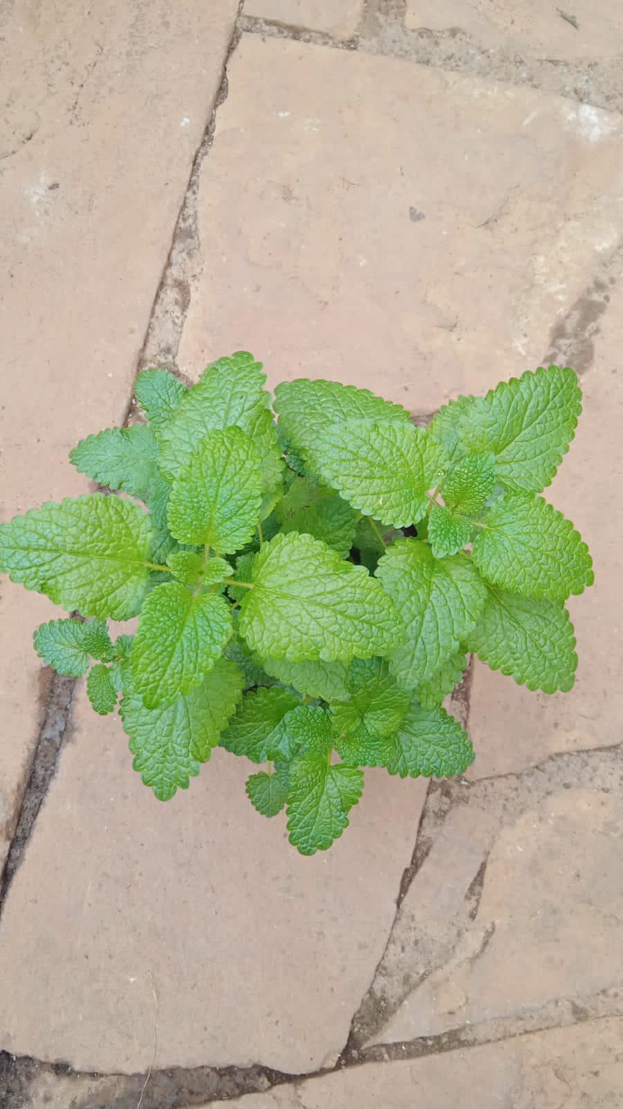 Lemon Balm