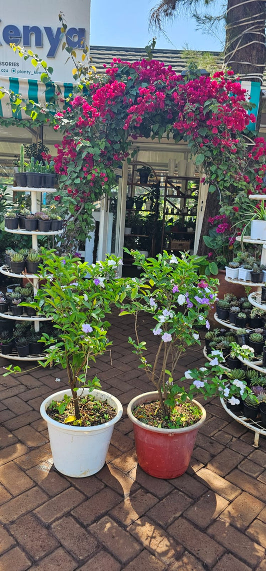 Yesterday Today  Tommorow Plant