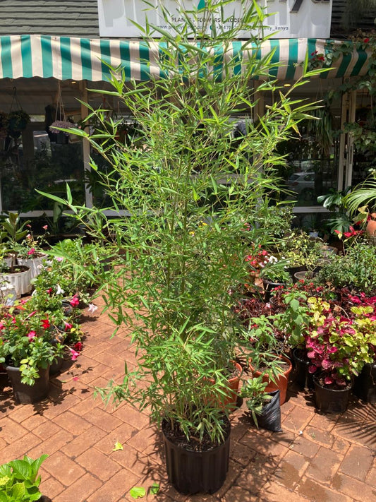 Fargesia ("Bamboo")
