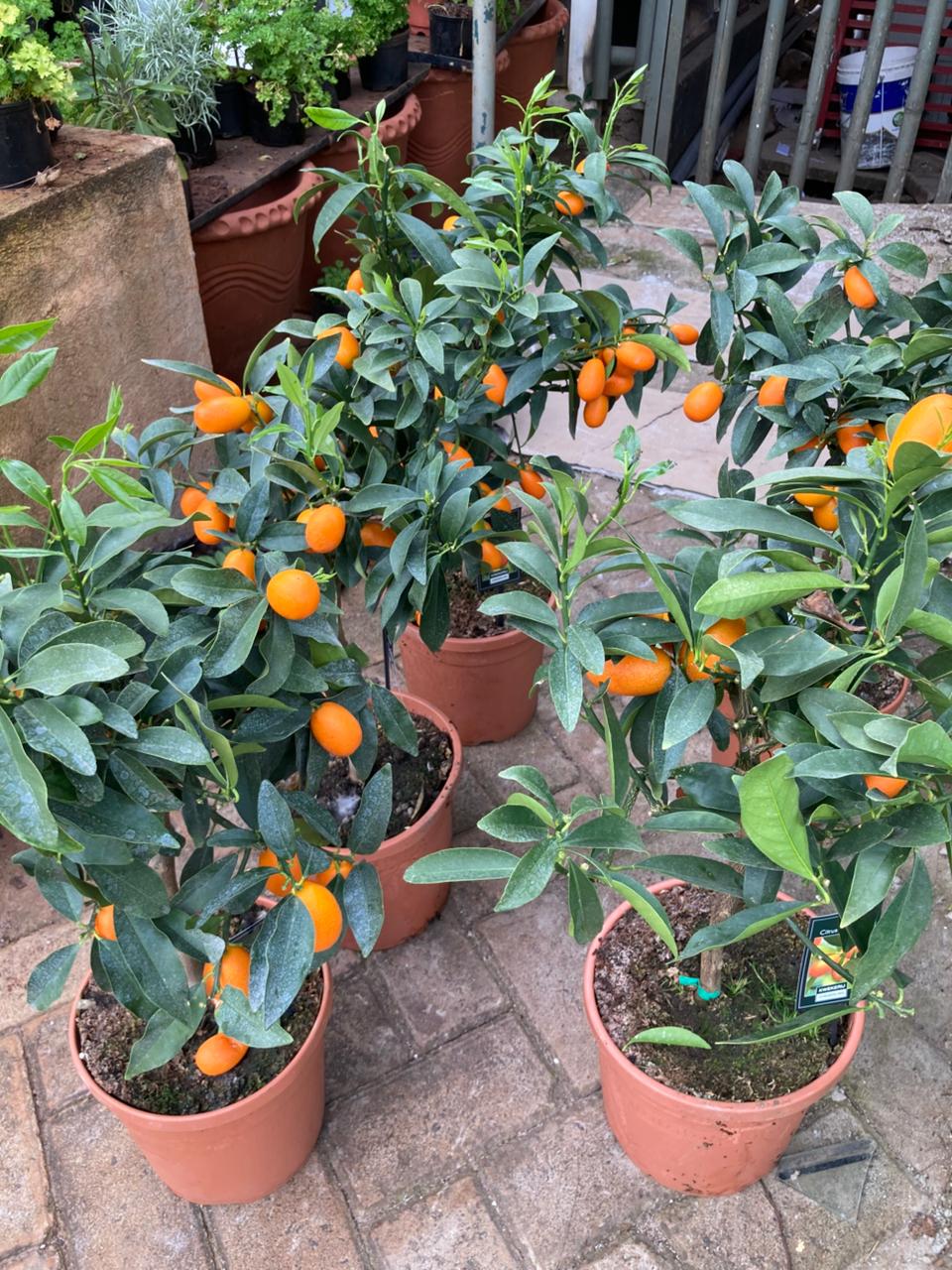 Kumquat