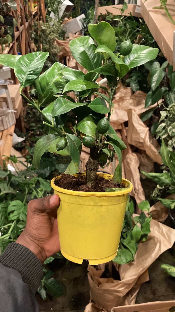 Miniature Citrus  Lemon