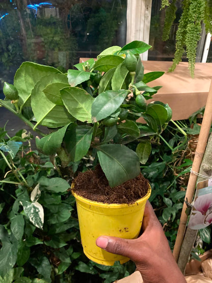 Miniature Citrus  Lemon