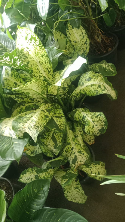 Dieffenbachia Amy