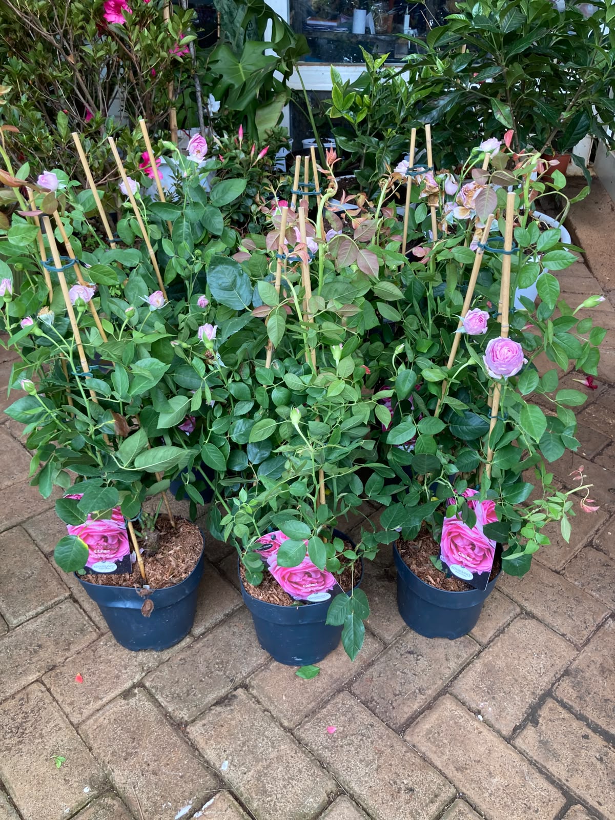 Climbing Tree roses