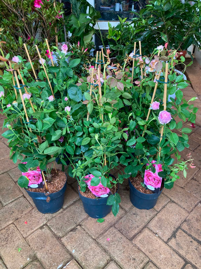 Climbing Tree roses