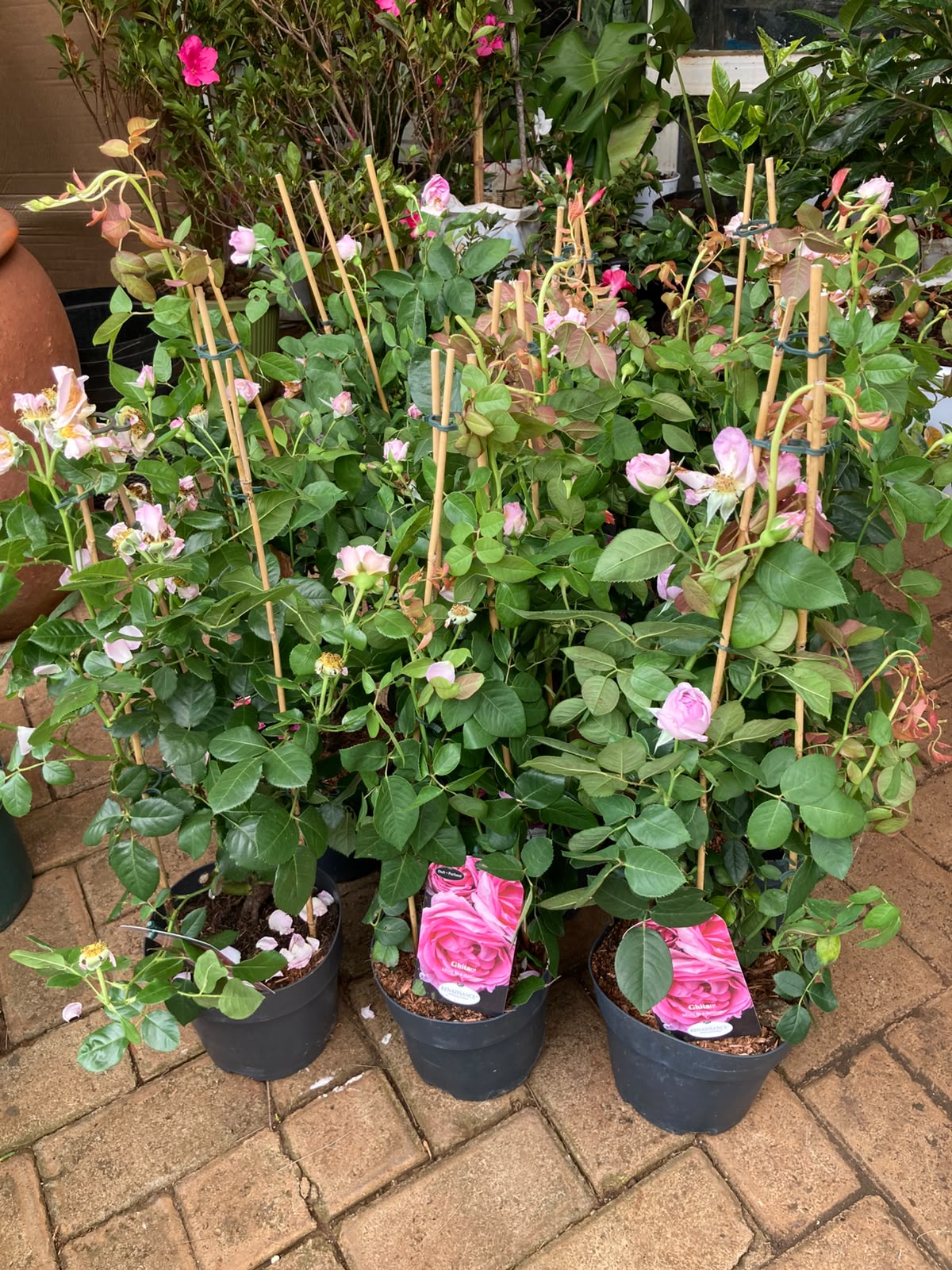 Climbing Tree roses