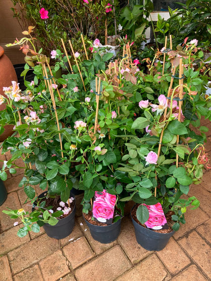 Climbing Tree roses