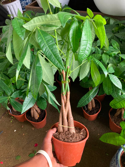 Braided Money Tree (Ficus Pachira)