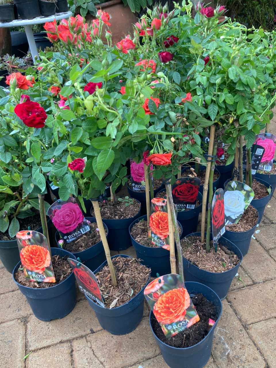 Tree-roses (import)
