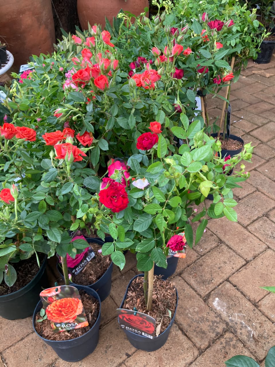 Tree-roses (import)
