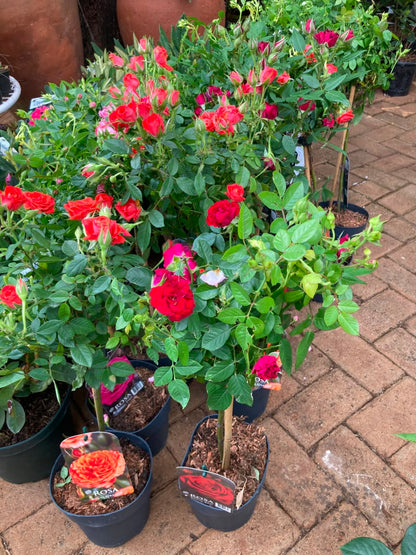Tree-roses (import)