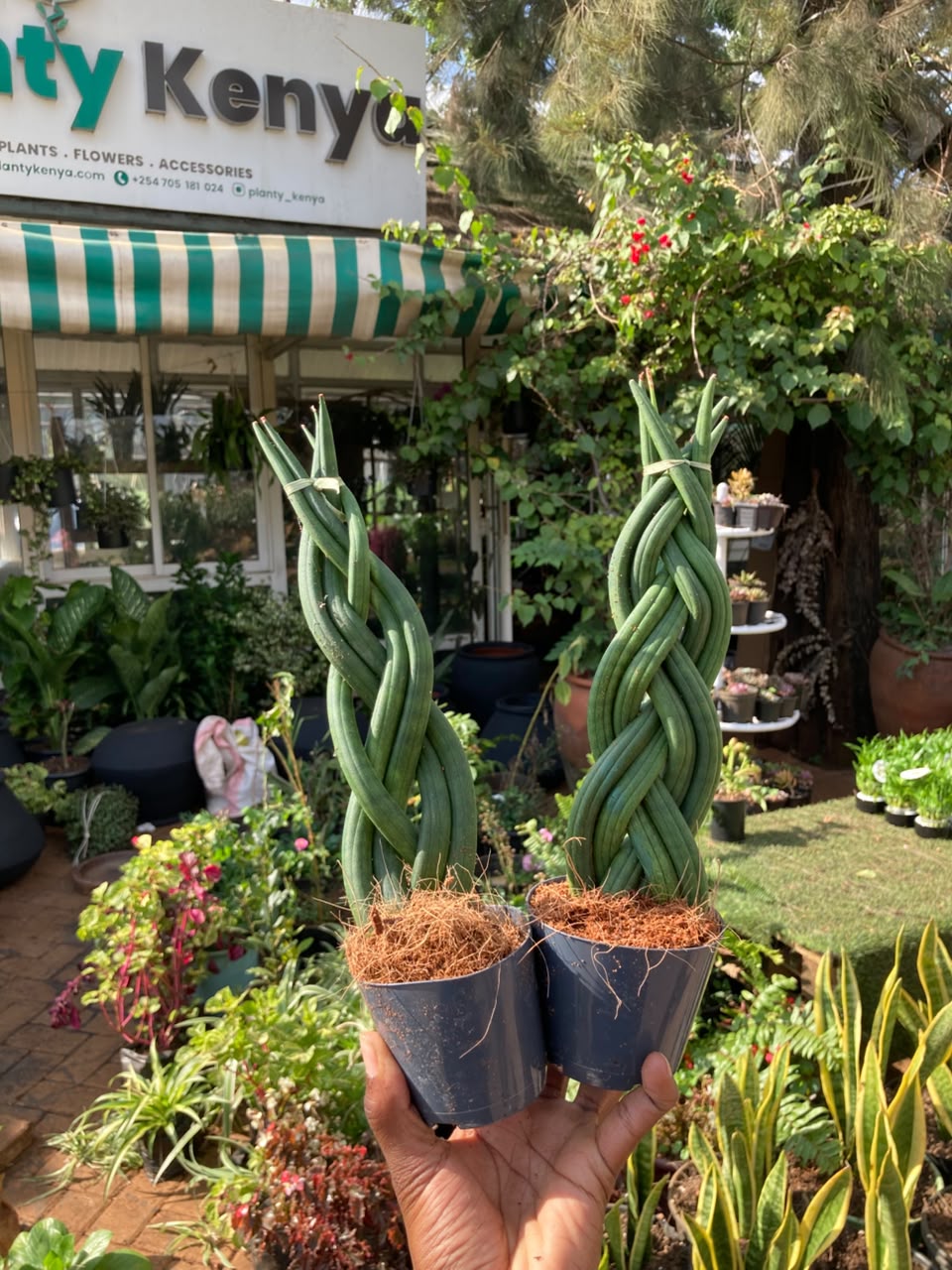 Braided Snake Plant (Sansevieria Cylindrica)