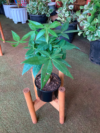 Braided Money Tree (Ficus Pachira)