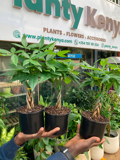Braided Money Tree (Ficus Pachira)