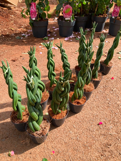 Braided Snake Plant (Sansevieria Cylindrica)