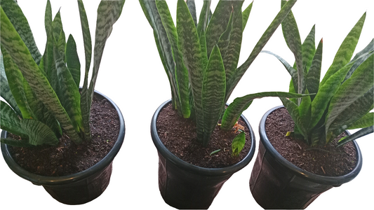 Medium Snake plant