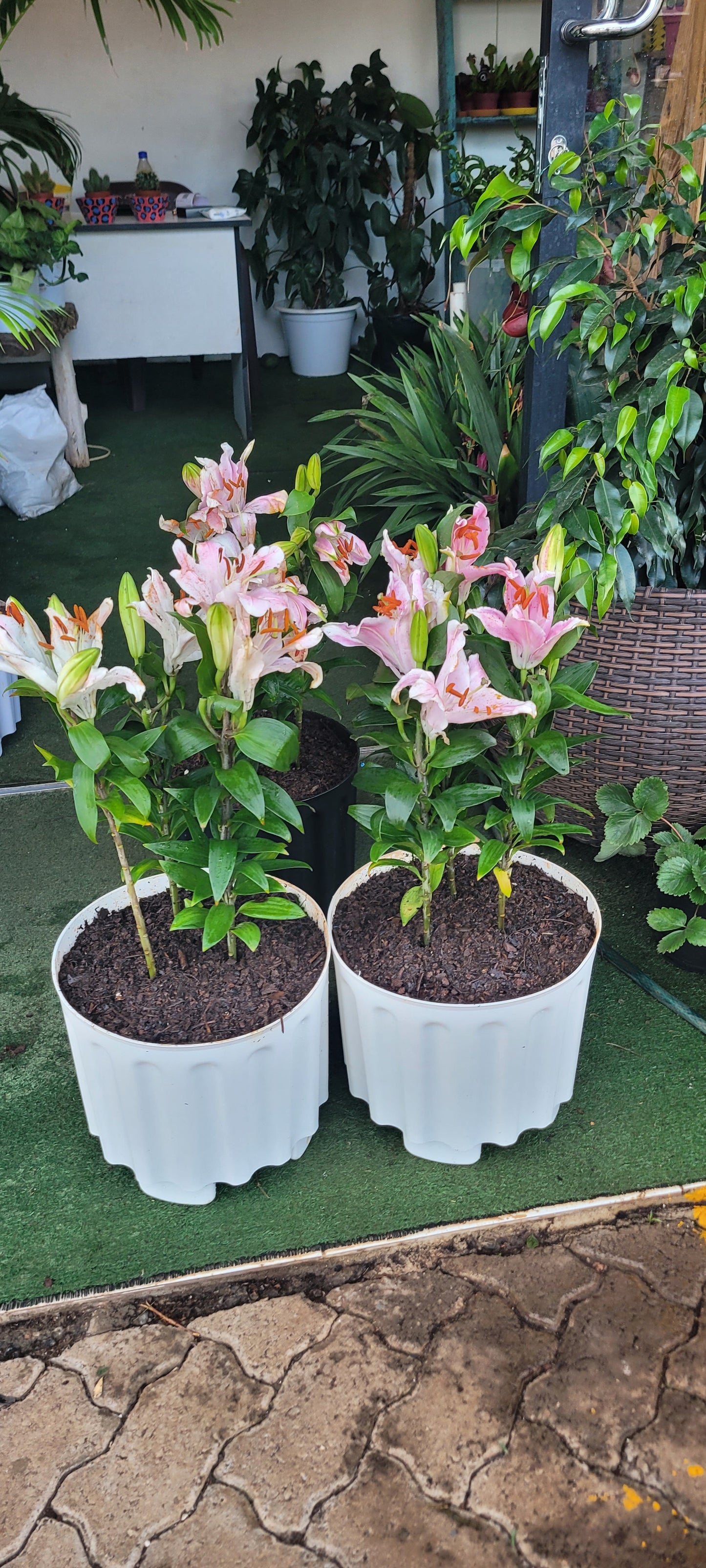 Asiatic lilies