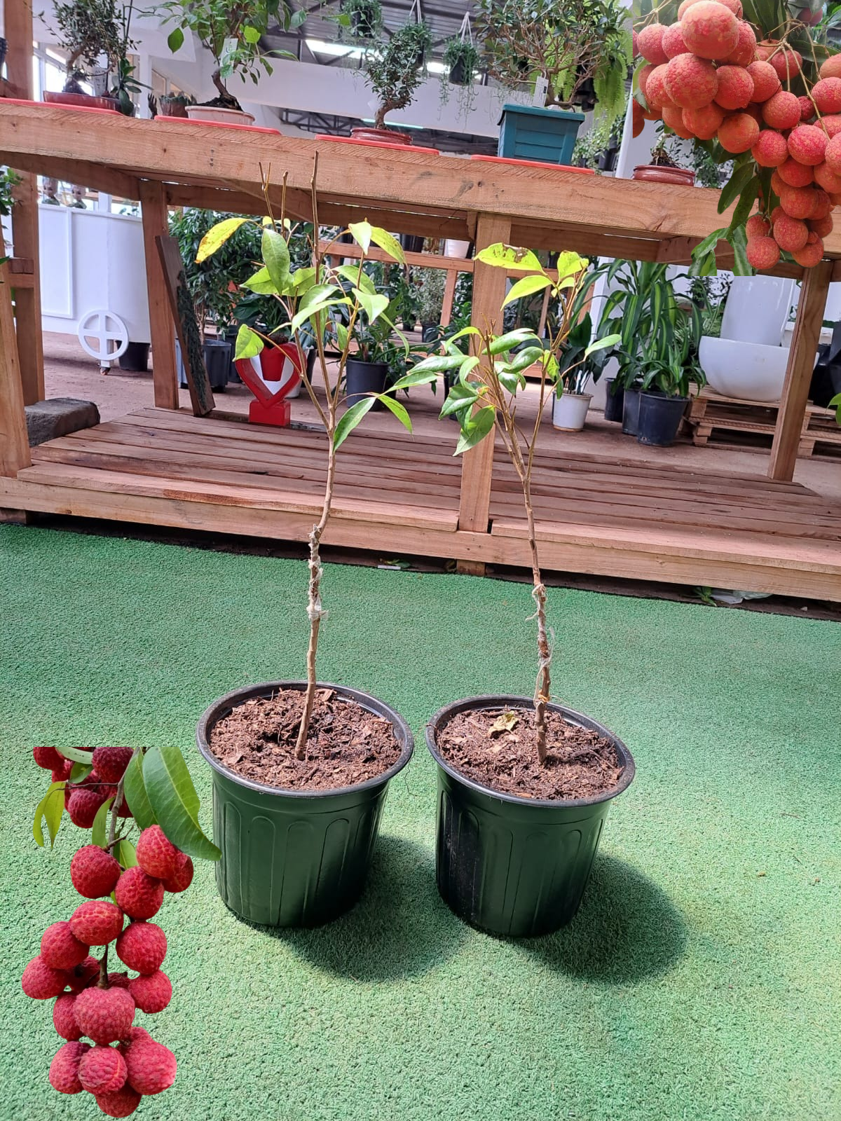 Lychee