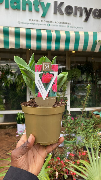 Tulips Potted
