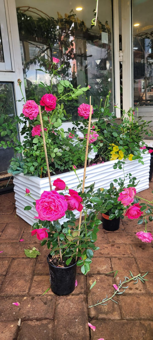 Climbing Rose
