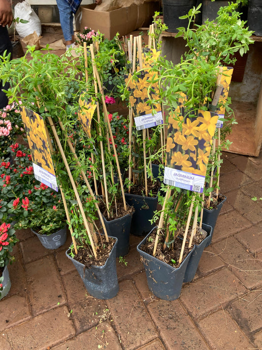Yellow Jasmine (Jasmine Nudiflorum)
